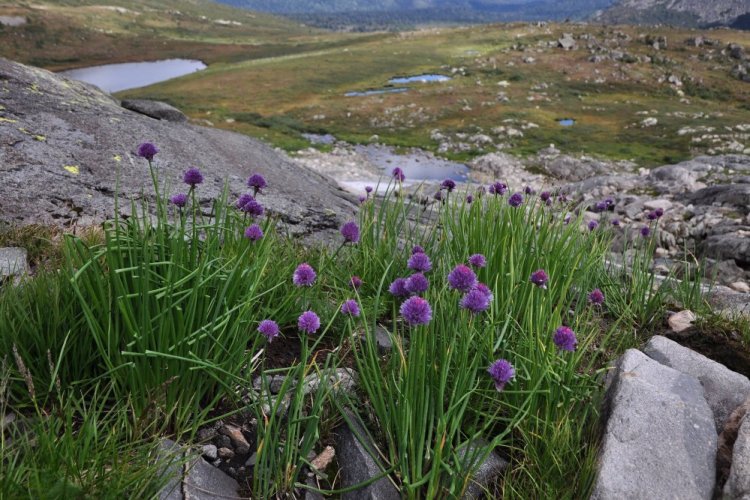 Лук алтайский