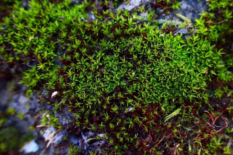 Гиофила завернутая