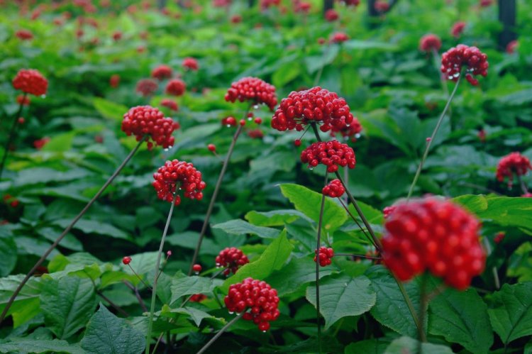 Женьшень обыкновенный