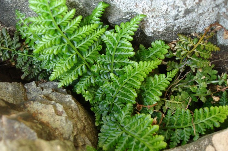 Костенец дагестанский