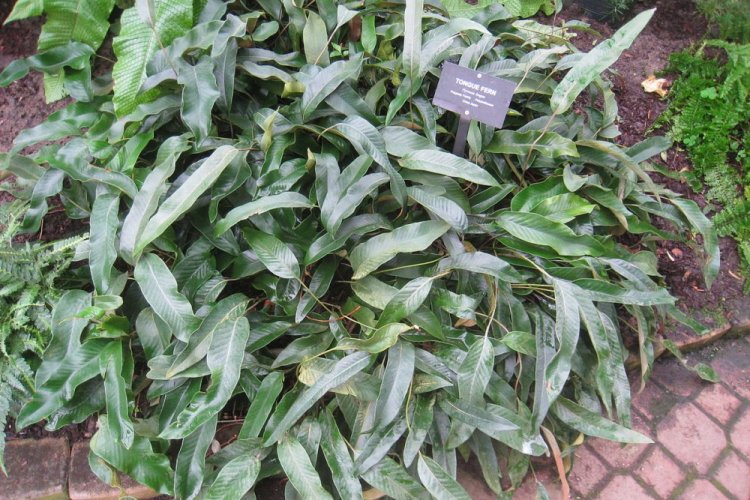 Пиррозия язычная