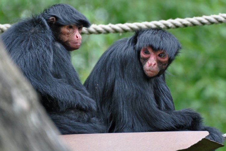 Краснолицая коата