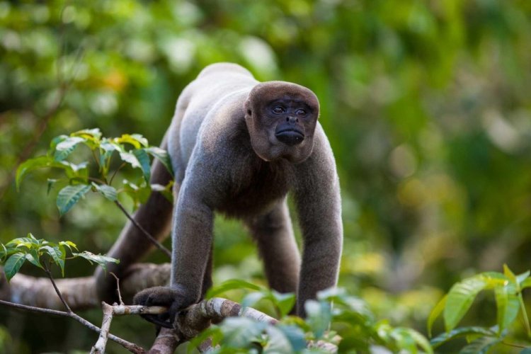 Шерстистые обезьяны