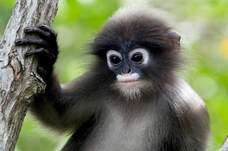 Очковый тонкотел