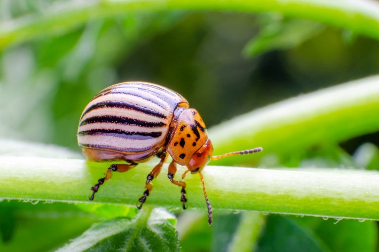 Вредители томатов: фото, названия и меры борьбы