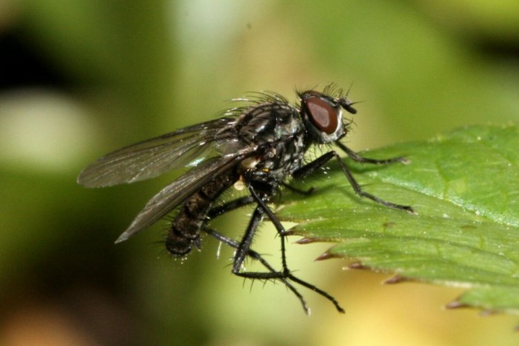 Садовая муха