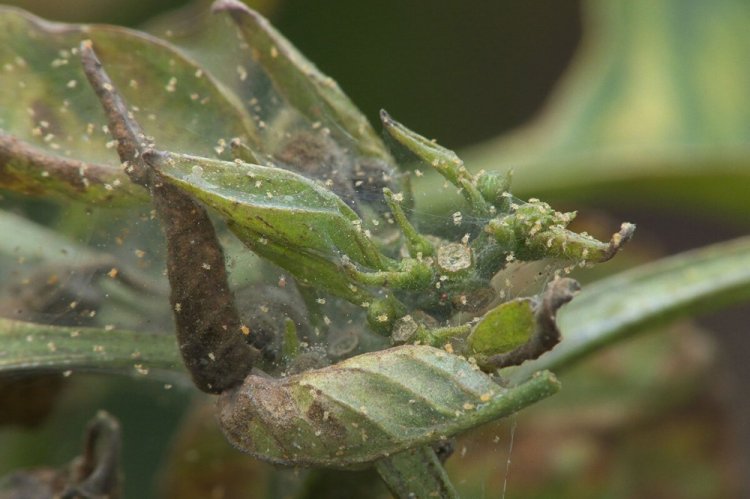 Паутинный клещ