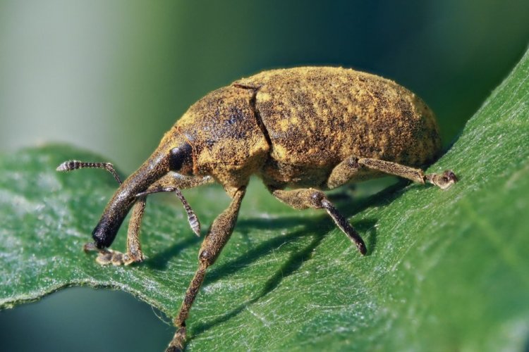 Долгоносики