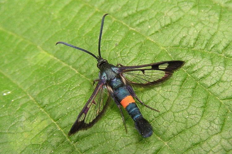 Стеклянница