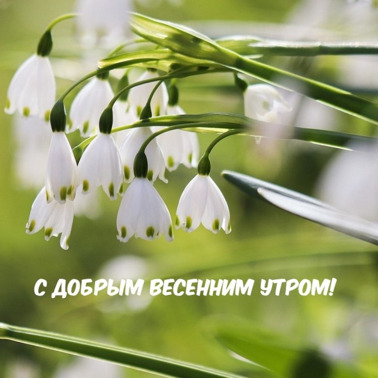 Картинки «Доброе весеннее утро вторника!»