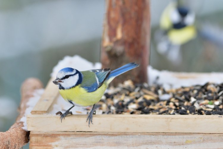10 продуктов, чем можно кормить синичек зимой