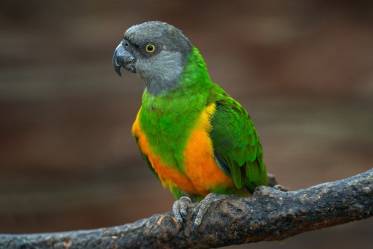 Сенегальский попугай