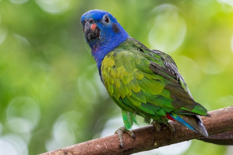 Пионус или красногузый попугай