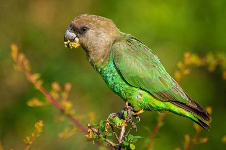Буроголовый попугай