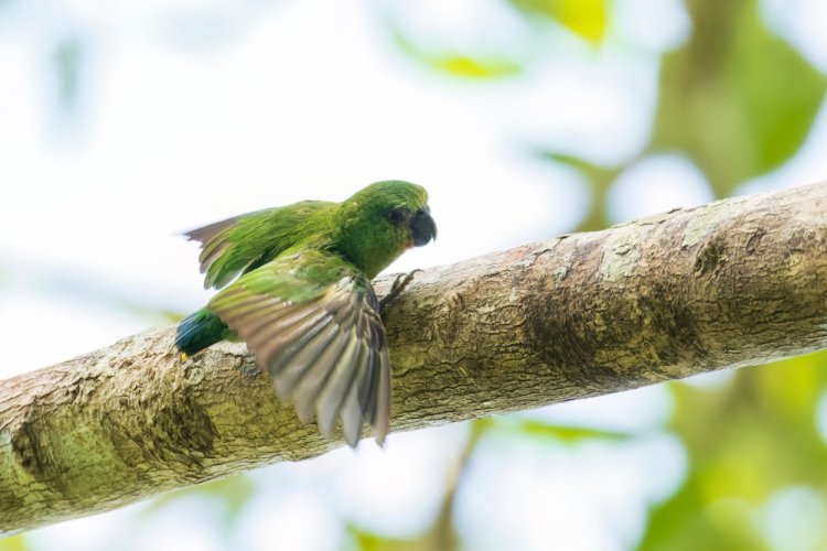 Дятловый попугайчик