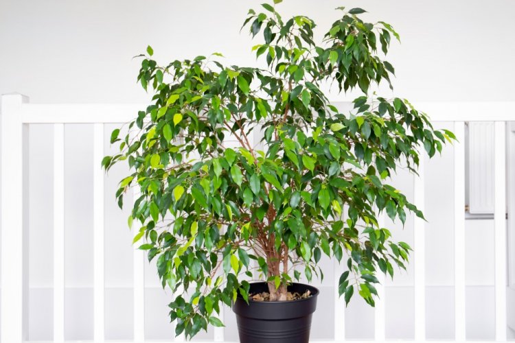 Фикус Бенджамина