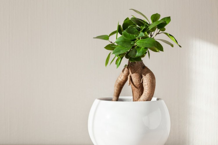 Фикус Микрокарпа