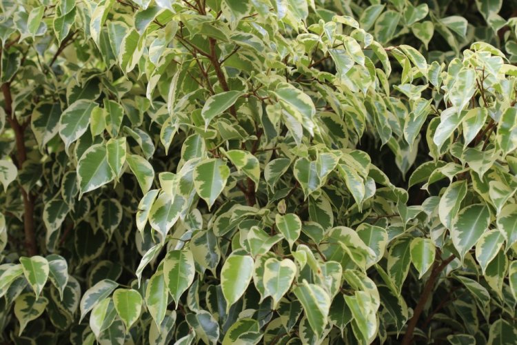 Фикус Сафари