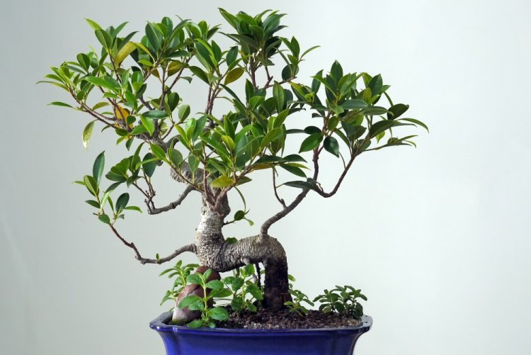 Фикус Ретуза