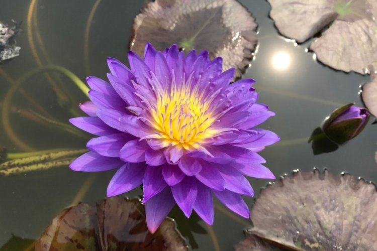 Голубой лотос