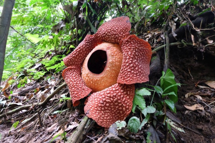 Раффлезия Арнольда