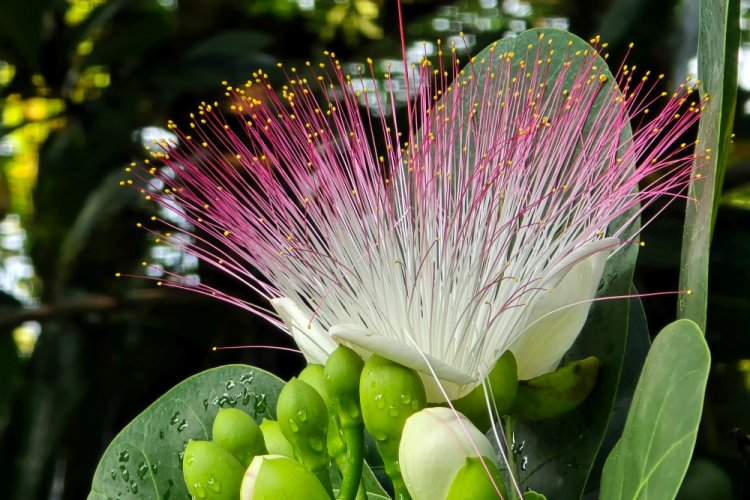 Баррингтония азиатская