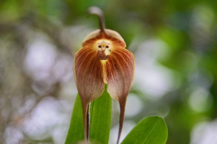 Орхидея Дракула или обезьянка