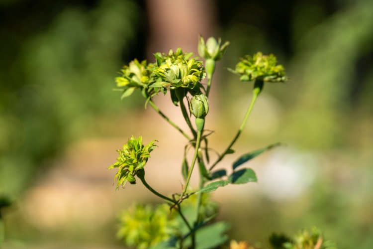 Роза Виридифлора