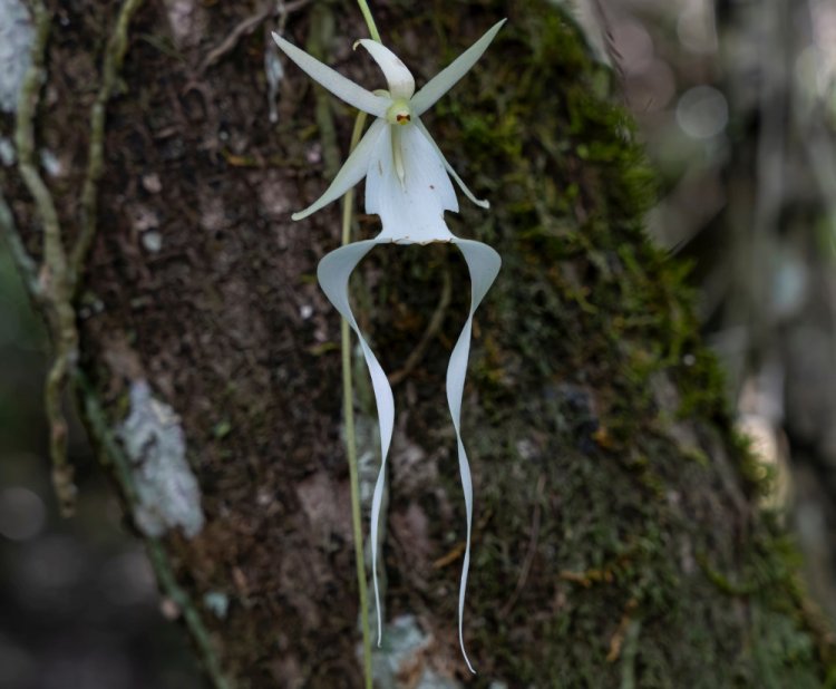 Призрачная орхидея