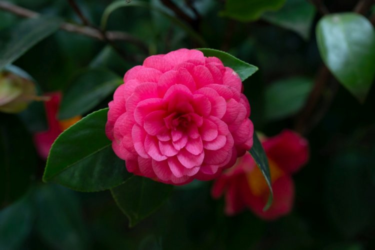 Миддлемист красный