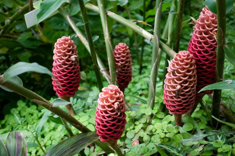 Имбирь замечательный