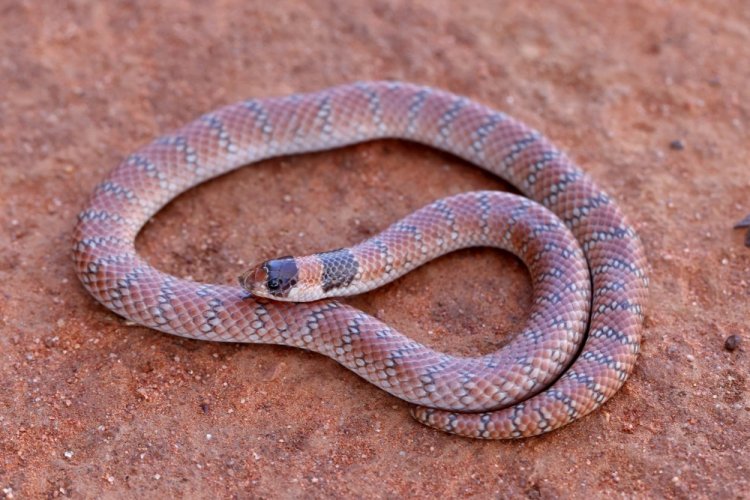 Симосэляпс