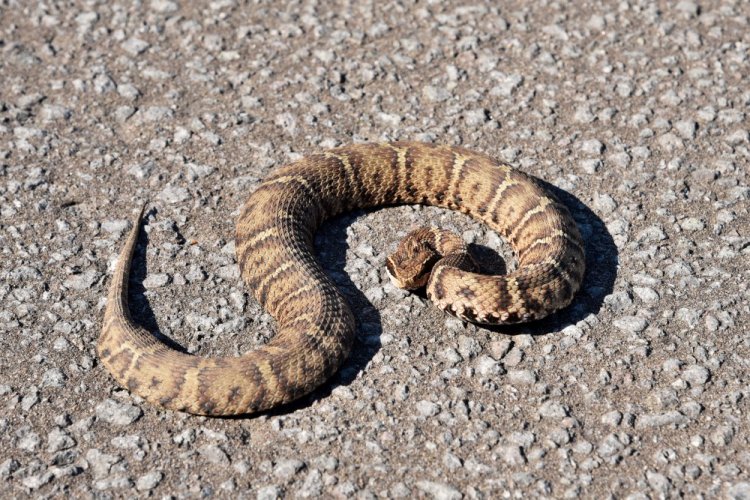 Восточный щитомордник