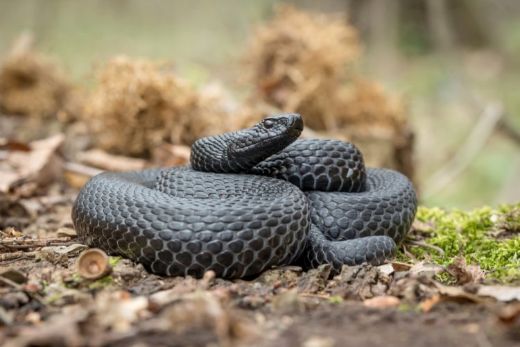 Гадюка Никольского