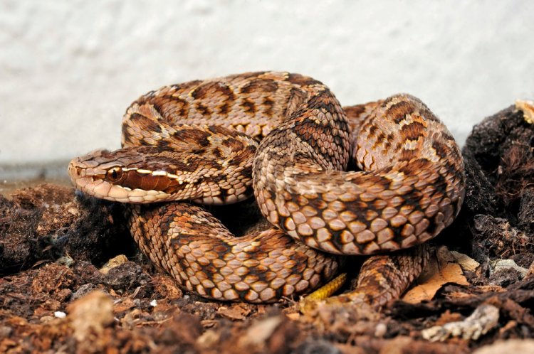 Щитомордник