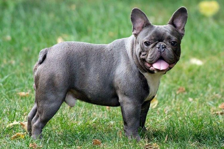 Внешность - Французский бульдог