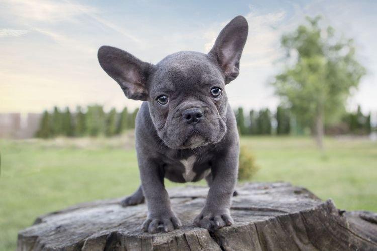 Здоровье и болезни - Французский бульдог