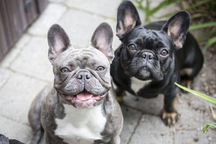 Уход - Французский бульдог