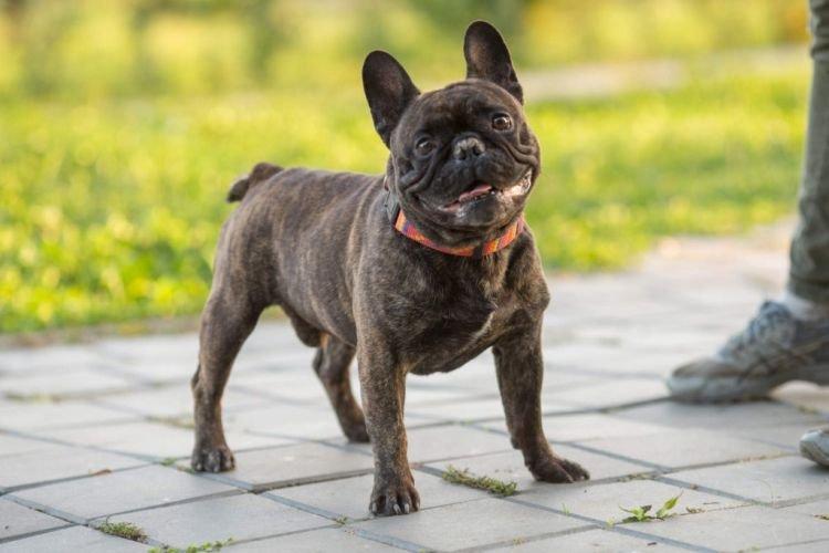 Дрессировка - Французский бульдог