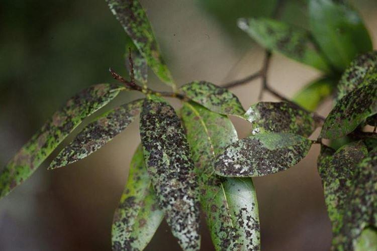 Применение Фундазола