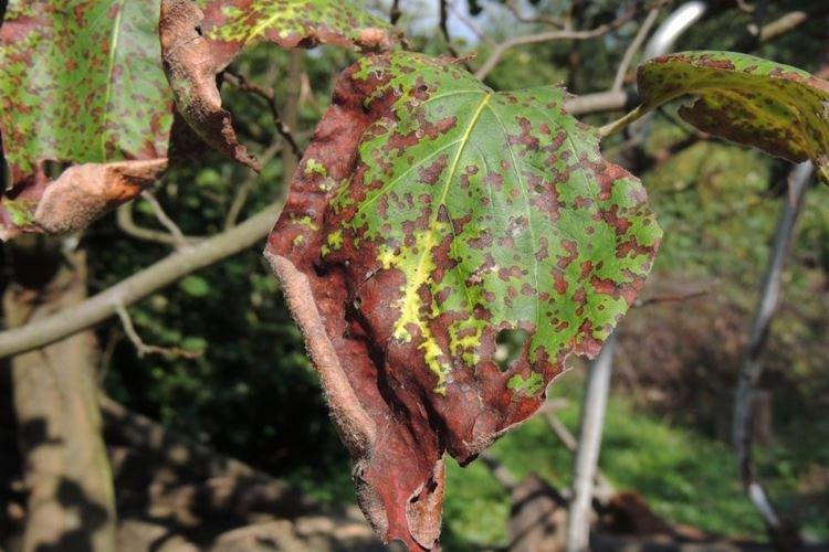 Принцип действия - Фунгицид Хорус инструкция по применению