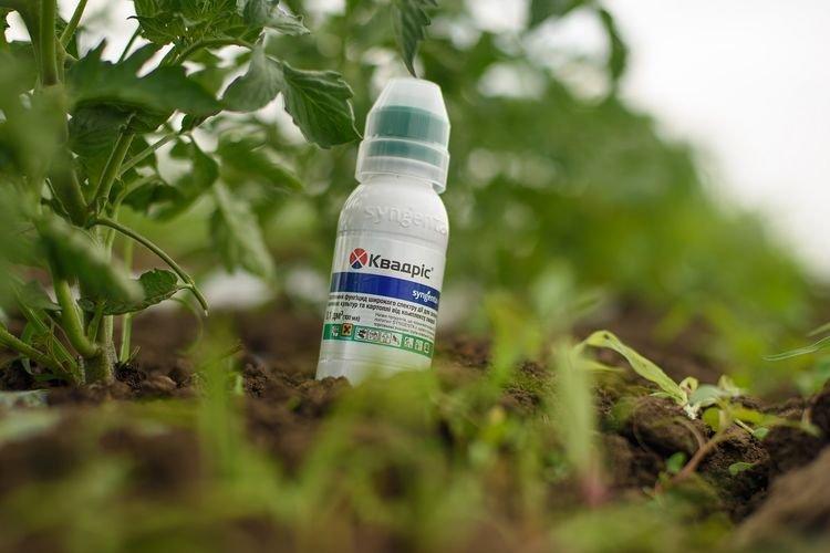 Преимущества фунгицида Квадрис