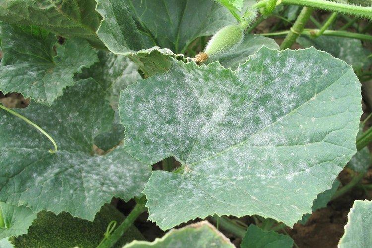 Преимущества фунгицида Квадрис