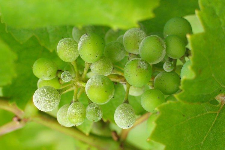 Рекомендации к применению фунгицида Квадрис