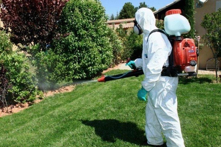 Фунгицид Квадрис - важные предостережения при применении