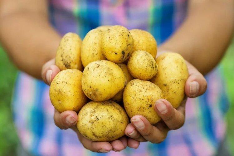 Фунгицид Квадрис - важные предостережения при применении