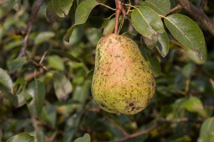 Преимущества фунгицида Строби