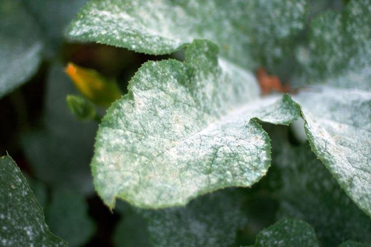 Преимущества фунгицида Топаз