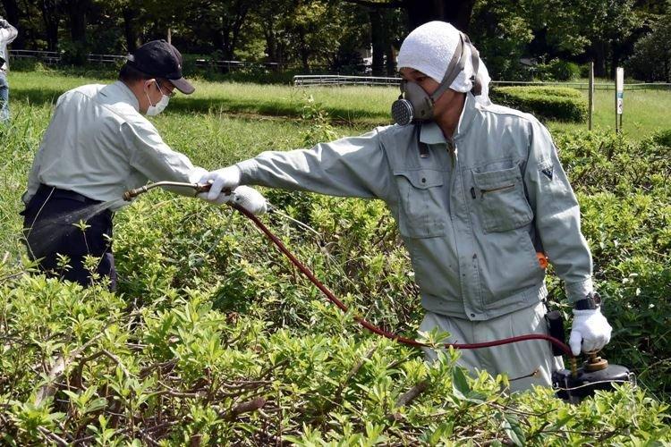 Обработка растений - Применение фунгицидов для растений