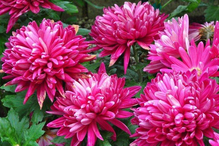 Общая информация - Георгины